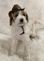Vavi, a male Goldendoodle for sale in Sacramento, CA – 2 of 2