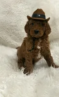 Pepy, a male Goldendoodle for sale in Sacramento, CA – 1 of 1