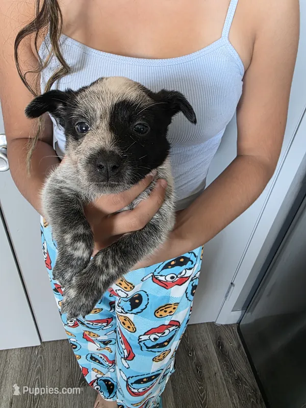 Mr. Ty – Australian Cattle Dog puppy for sale in Victorville, CA