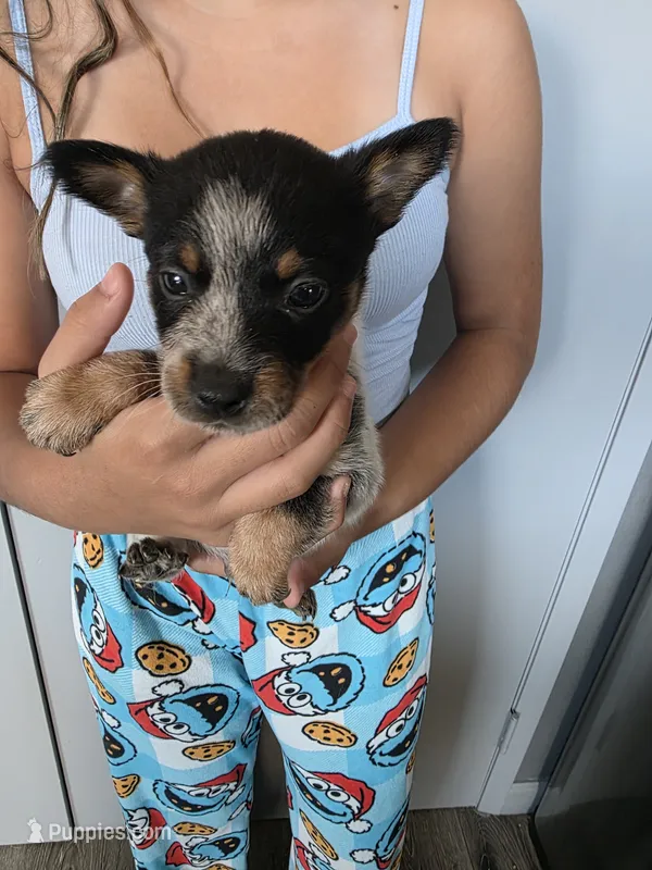 Mr . Scott – Australian Cattle Dog puppy for sale in Victorville, CA