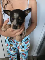 Mr . Scott, a male Australian Cattle Dog for sale in Victorville, CA – 1 of 2