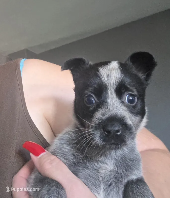 MS. Sammy – Australian Cattle Dog puppy for sale in Victorville, CA