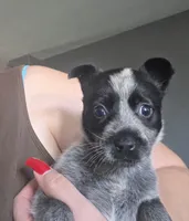 MS. Sammy, a female Australian Cattle Dog for sale in Victorville, CA – 1 of 2