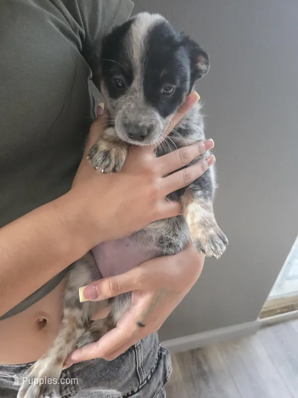 Ms blue – Australian Cattle Dog puppy for sale in Victorville, CA