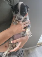 Ms blue, a female Australian Cattle Dog for sale in Victorville, CA – Photo 1 of 4