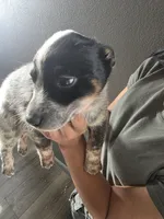 Ms blue, a female Australian Cattle Dog for sale in Victorville, CA – Photo 2 of 4