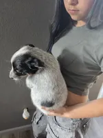 Ms blue, a female Australian Cattle Dog for sale in Victorville, CA – Photo 4 of 4