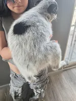 Ms blue, a female Australian Cattle Dog for sale in Victorville, CA – Photo 3 of 4