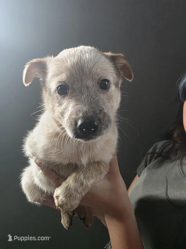 MS BROWN TOP DOT – Australian Cattle Dog puppy for sale in Victorville, CA