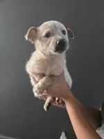 MS BROWN TOP DOT, a female Australian Cattle Dog for sale in Victorville, CA – Photo 4 of 4