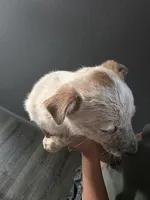 MS BROWN TOP DOT, a female Australian Cattle Dog for sale in Victorville, CA – Photo 2 of 4