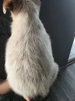 MS BROWN TOP DOT, a female Australian Cattle Dog for sale in Victorville, CA – Photo 3 of 4