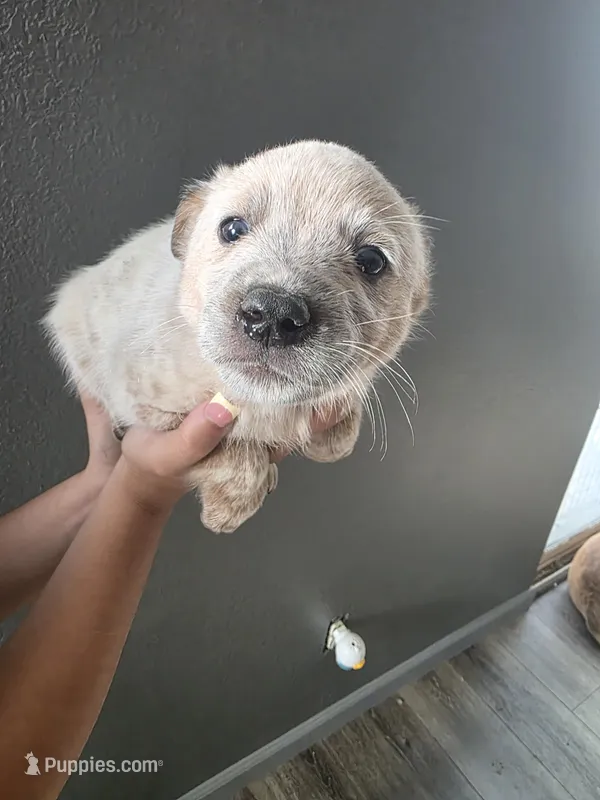 MR. RED SPECKLES  – Australian Cattle Dog puppy for sale in Victorville, CA