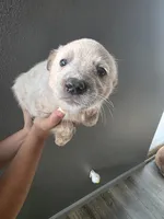 MR. RED SPECKLES , a male Australian Cattle Dog for sale in Victorville, CA – Photo 1 of 5