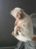 MR. RED SPECKLES , a male Australian Cattle Dog for sale in Victorville, CA – Photo 3 of 5