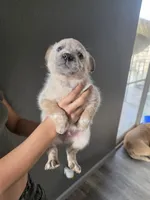 MR. RED SPECKLES , a male Australian Cattle Dog for sale in Victorville, CA – Photo 4 of 5