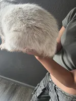 MR. RED SPECKLES , a male Australian Cattle Dog for sale in Victorville, CA – Photo 2 of 5