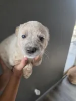 MR. RED SPECKLES , a male Australian Cattle Dog for sale in Victorville, CA – Photo 5 of 5