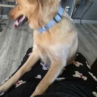 Ginger, a female Australian Cattle Dog for sale in Victorville, CA – Photo 1 of 5