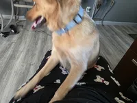 Ginger, a female Australian Cattle Dog for sale in Victorville, CA – Photo 1 of 5