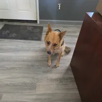 Ginger, a female Australian Cattle Dog for sale in Victorville, CA – Photo 3 of 5