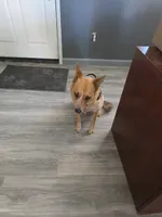 Ginger, a female Australian Cattle Dog for sale in Victorville, CA – Photo 3 of 5