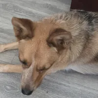 Ginger, a female Australian Cattle Dog for sale in Victorville, CA – Photo 4 of 5