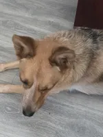 Ginger, a female Australian Cattle Dog for sale in Victorville, CA – Photo 4 of 5