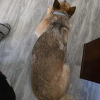 Ginger, a female Australian Cattle Dog for sale in Victorville, CA – Photo 5 of 5