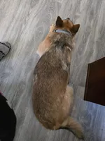 Ginger, a female Australian Cattle Dog for sale in Victorville, CA – Photo 5 of 5