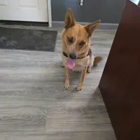 Ginger, a female Australian Cattle Dog for sale in Victorville, CA – Photo 2 of 5