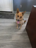 Ginger, a female Australian Cattle Dog for sale in Victorville, CA – Photo 2 of 5