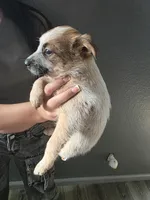 MS. BROWN DOT, a female Australian Cattle Dog for sale in Victorville, CA – Photo 2 of 4
