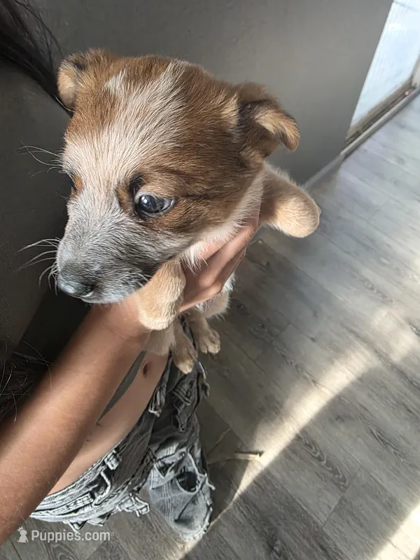 MS. BROWN DOT – Australian Cattle Dog puppy for sale in Victorville, CA