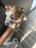 MS. BROWN DOT, a female Australian Cattle Dog for sale in Victorville, CA – Photo 1 of 4