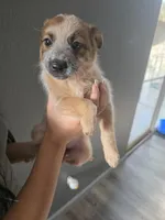 MS. BROWN DOT, a female Australian Cattle Dog for sale in Victorville, CA – Photo 3 of 4