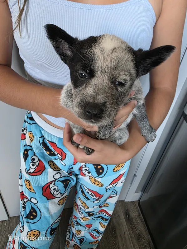 Mr . Stan  – Australian Cattle Dog puppy for sale in Victorville, CA