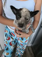 Mr . Stan , a male Australian Cattle Dog for sale in Victorville, CA – 1 of 2