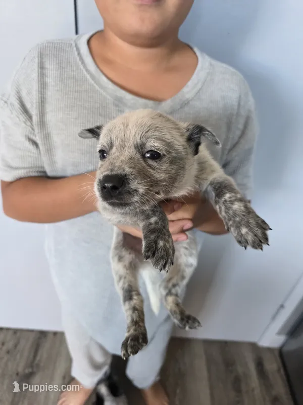 Mr . Bear – Australian Cattle Dog puppy for sale in Victorville, CA