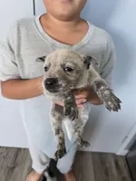 Mr . Bear, a male Australian Cattle Dog for sale in Victorville, CA – 1 of 2