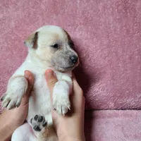 Miss Mary, a female Australian Cattle Dog for sale in Victorville, CA – Photo 7 of 8