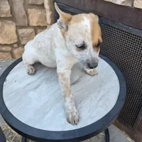 Miss Mary, a female Australian Cattle Dog for sale in Victorville, CA – Photo 2 of 8