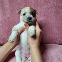 Miss Mary, a female Australian Cattle Dog for sale in Victorville, CA – Photo 6 of 8