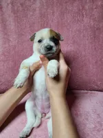 processed/481ecd5b-8c93-4474-b883-3b23f383783c/listing/7524ab03-b43f-4547-99a4-12efcda36a4b/28498672-1a48-48a0-b0e2-9ff593958c34