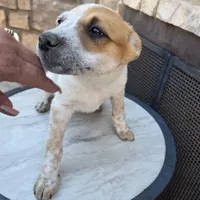 Miss Mary, a female Australian Cattle Dog for sale in Victorville, CA – Photo 5 of 8