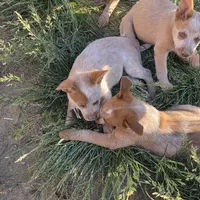 Miss Mary, a female Australian Cattle Dog for sale in Victorville, CA – Photo 1 of 8