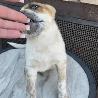 Miss Mary, a female Australian Cattle Dog for sale in Victorville, CA – Photo 4 of 8