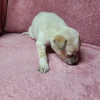 Miss Mary, a female Australian Cattle Dog for sale in Victorville, CA – Photo 8 of 8