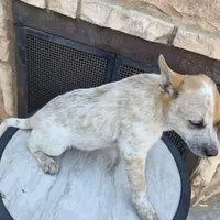 Miss Mary, a female Australian Cattle Dog for sale in Victorville, CA – Photo 3 of 8