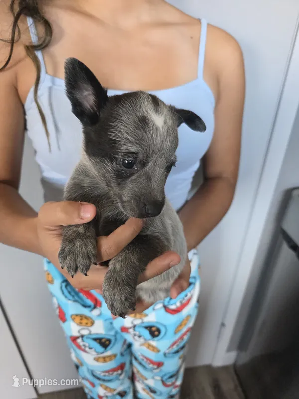 Mr. Blue  – Australian Cattle Dog puppy on hold in Victorville, CA